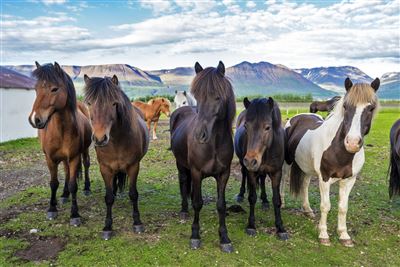 Farm mit Islandpferden